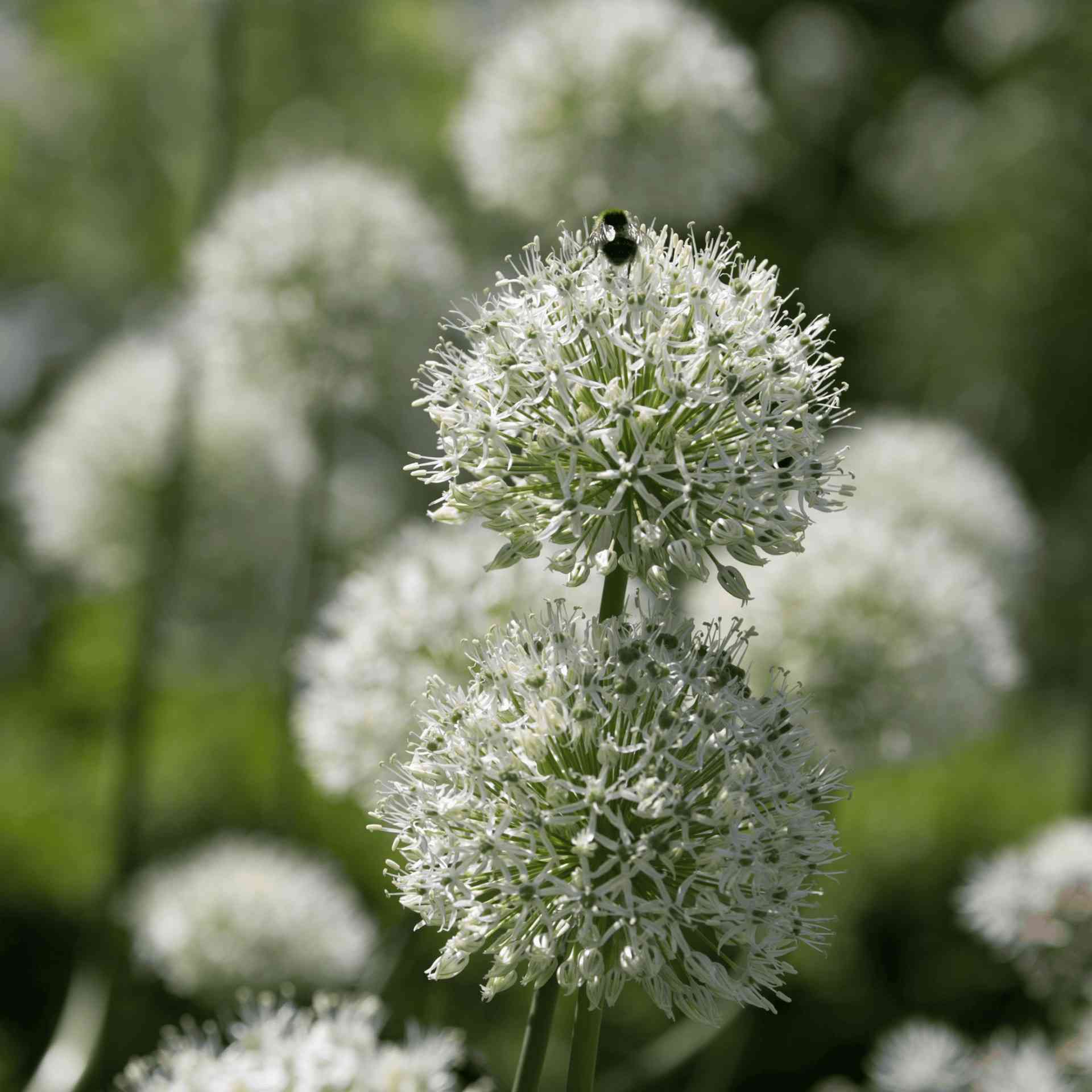 bee on flower
