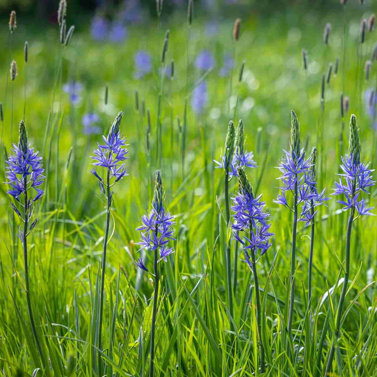 wildflowers