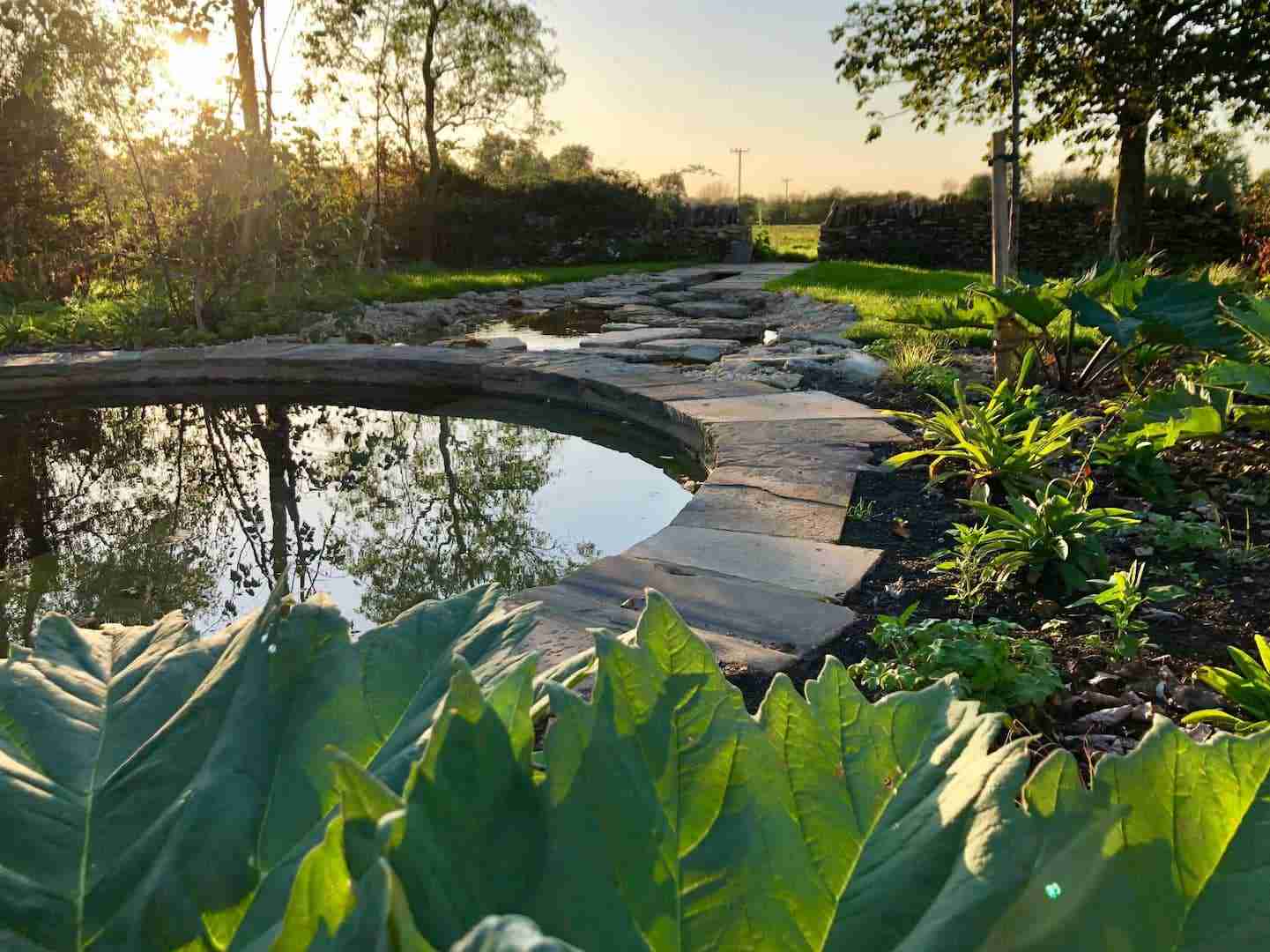 garden with pond