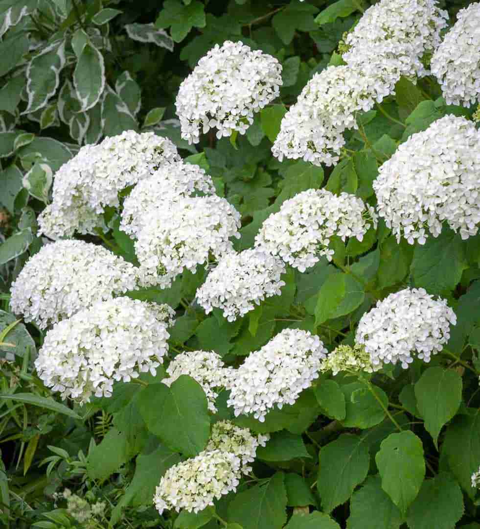 hydrangea