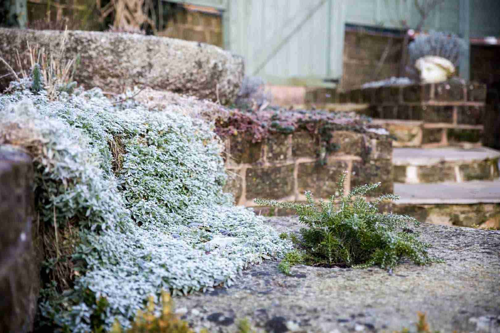 cottage garden