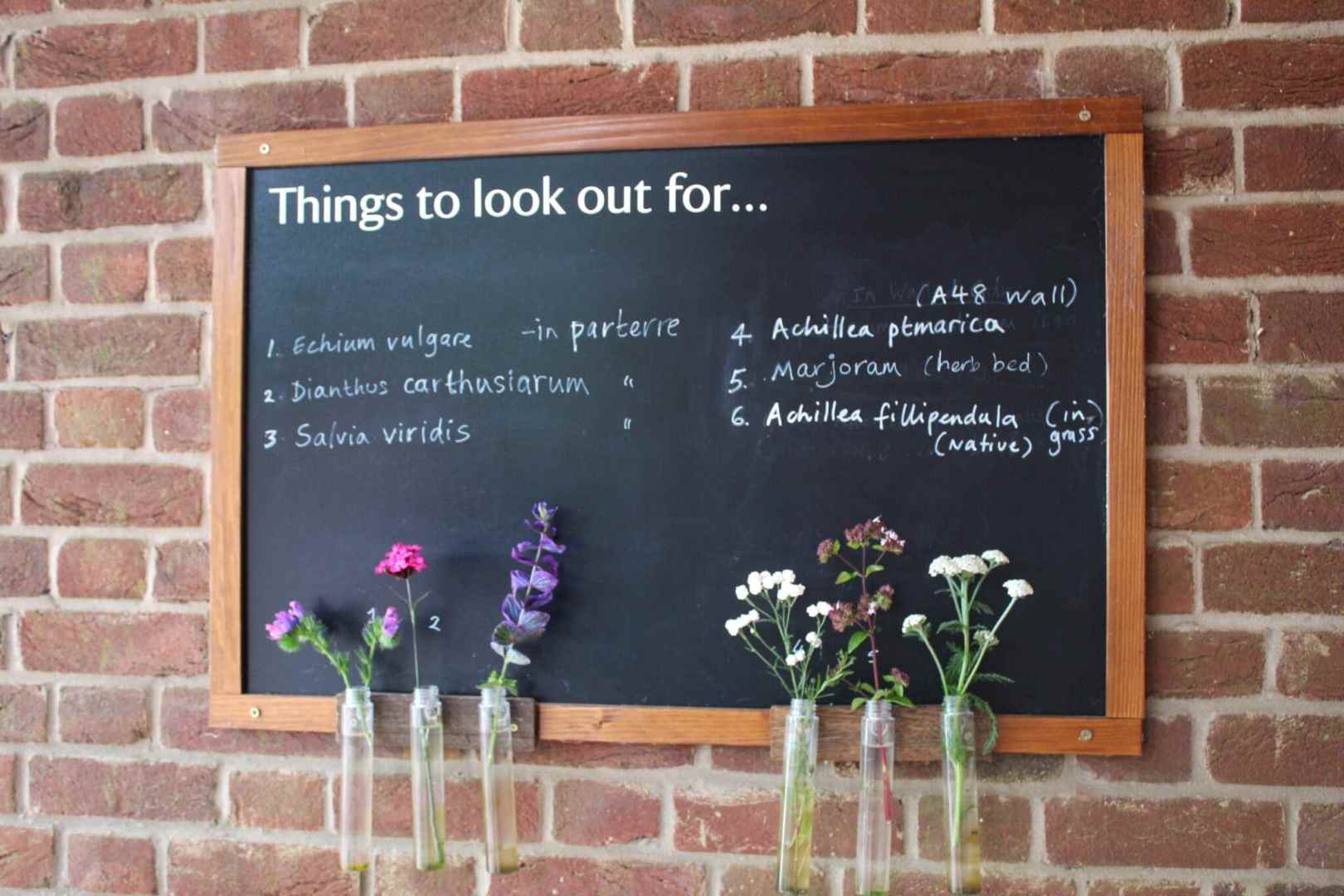 blackboard with plants