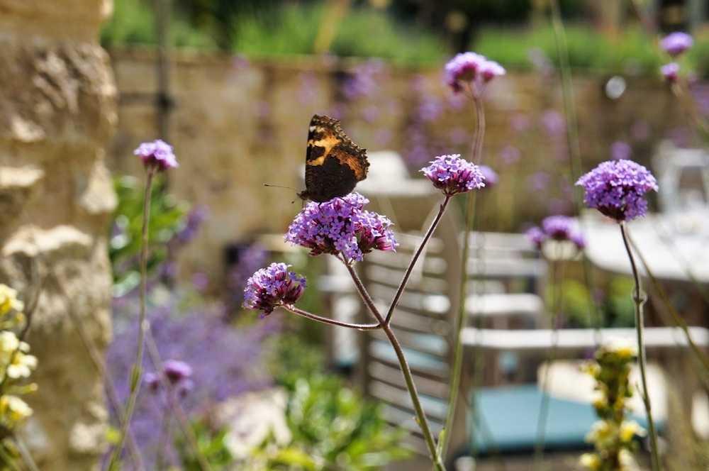 butterfly on flower in garden