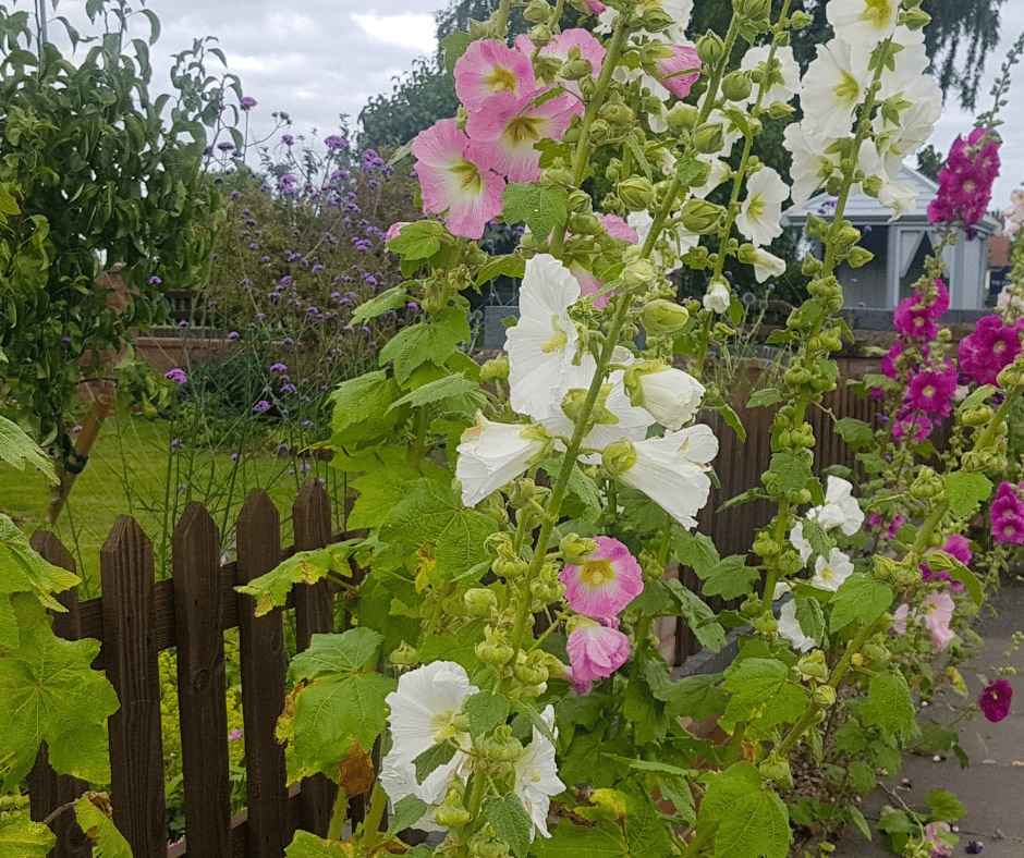 cottage garden