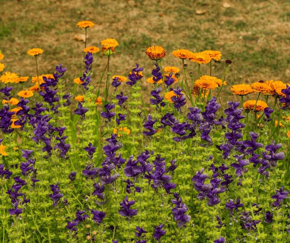 salvia and marigolds