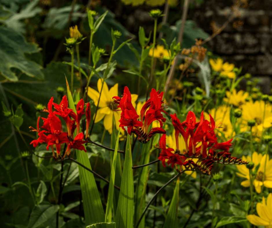 flowers