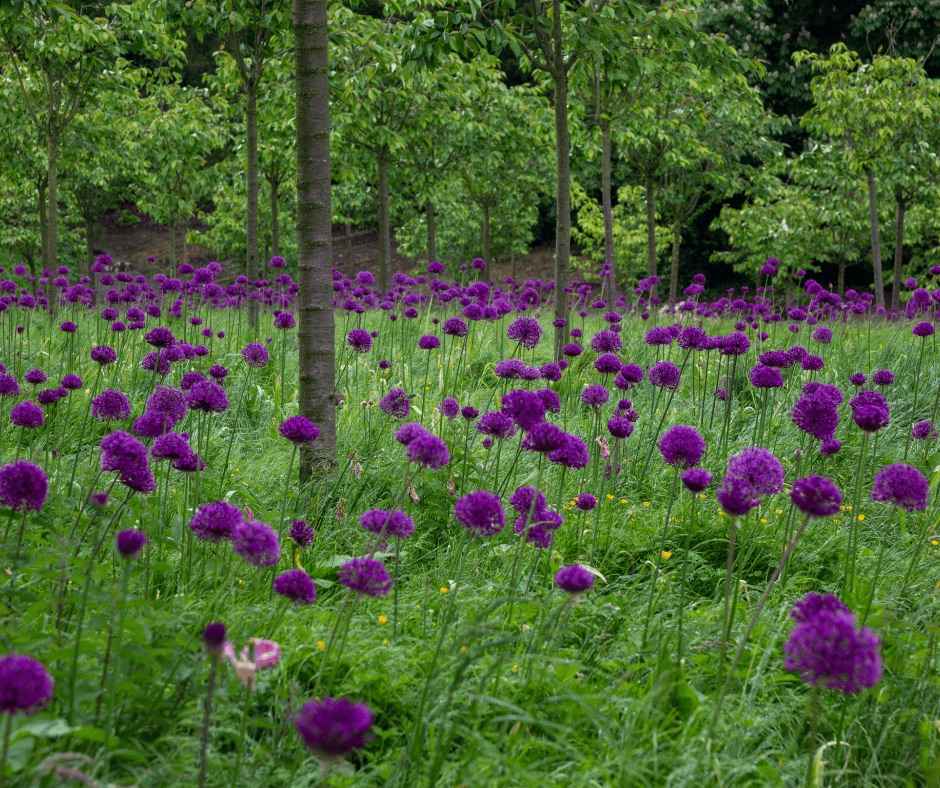 alliums flowers