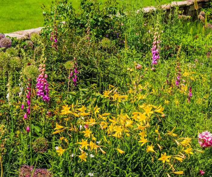 foxgloves