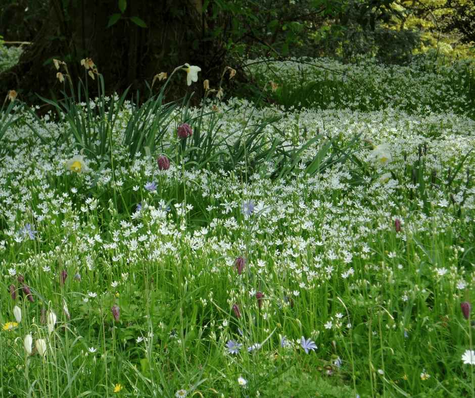 wild garlic