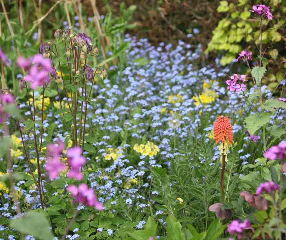 wildflowers