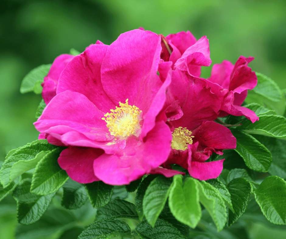 pink flower