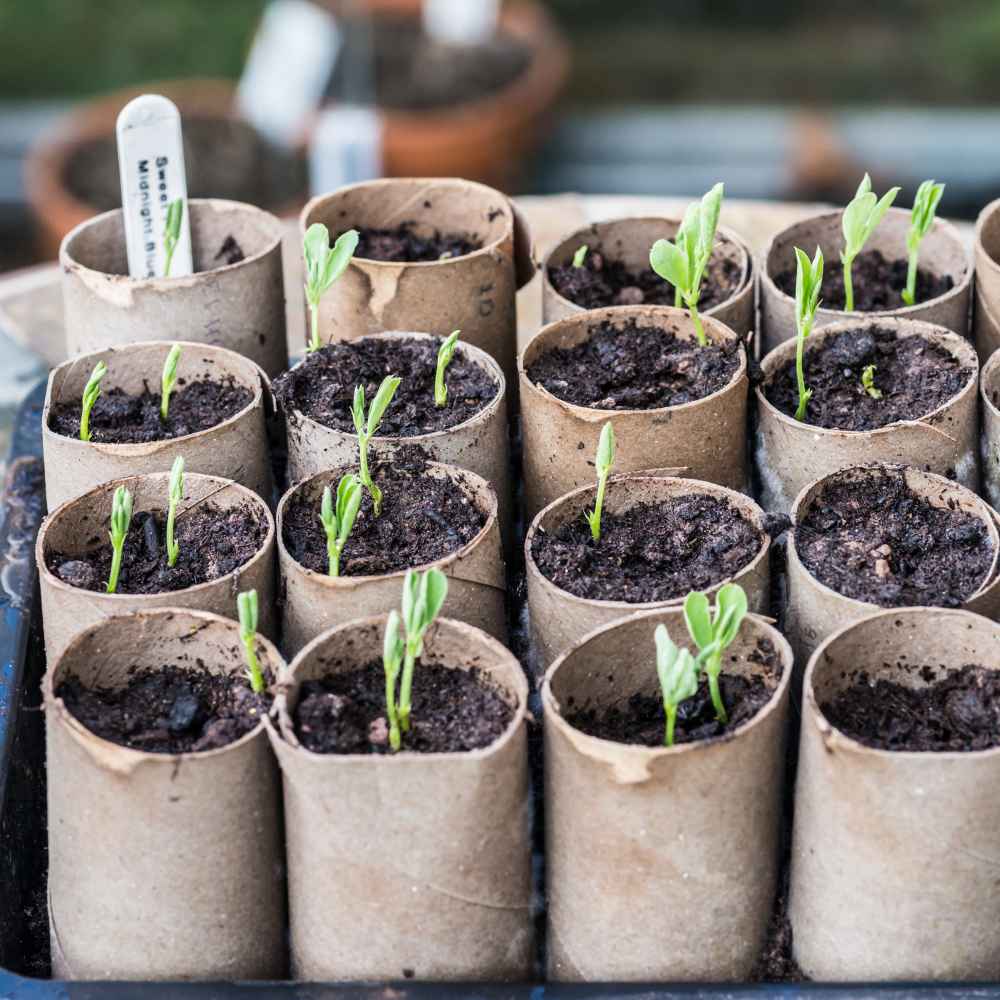 sweet pea seedlings