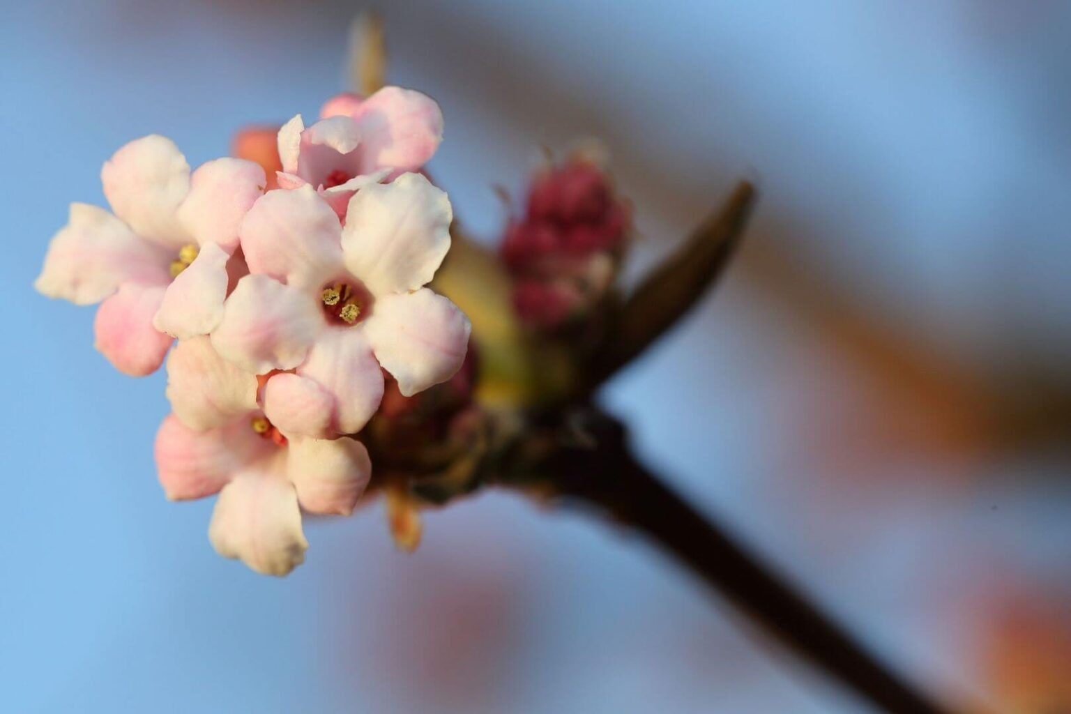white flower
