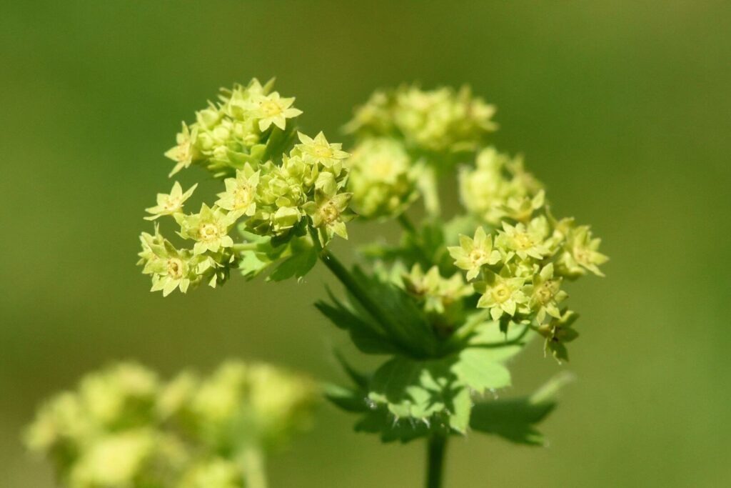 yellower flowers