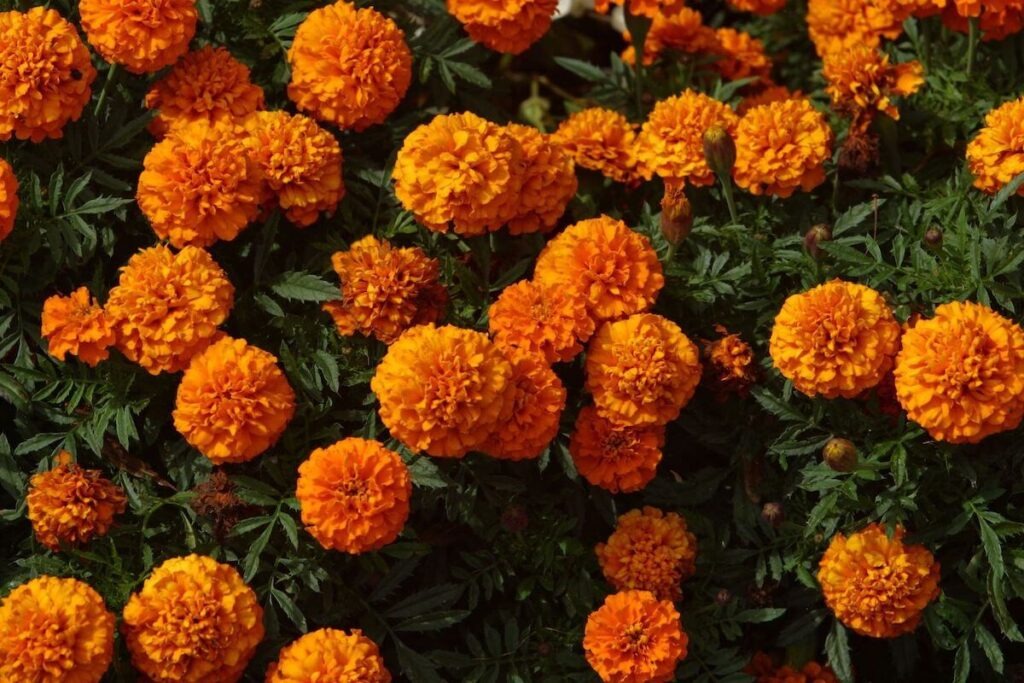 marigolds