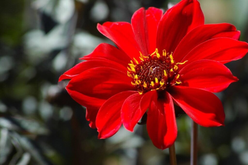 red flower