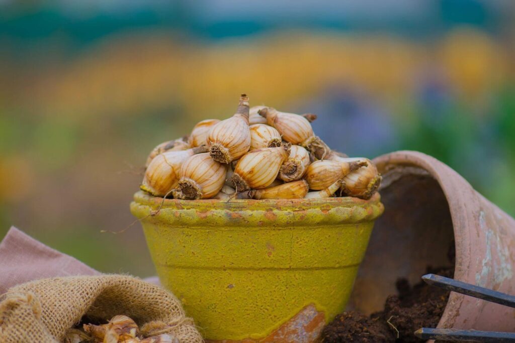 plant bulbs