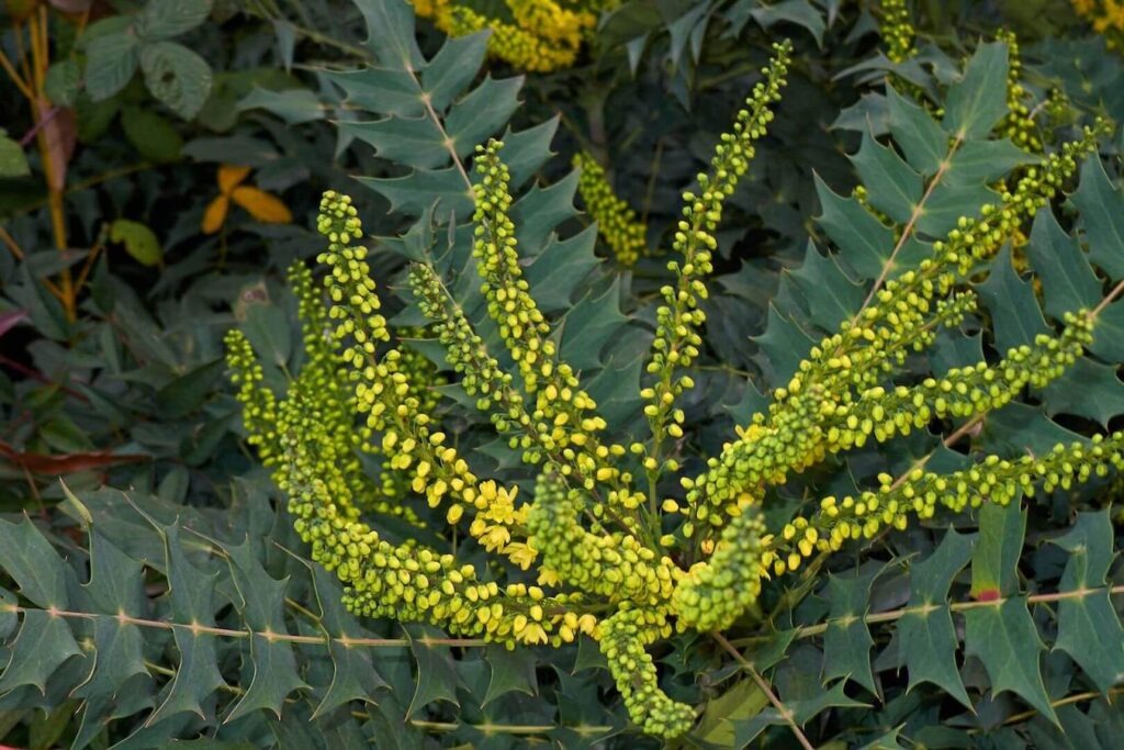 green leaves with yellow flowers