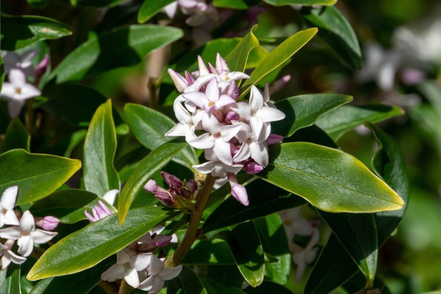 white flowers
