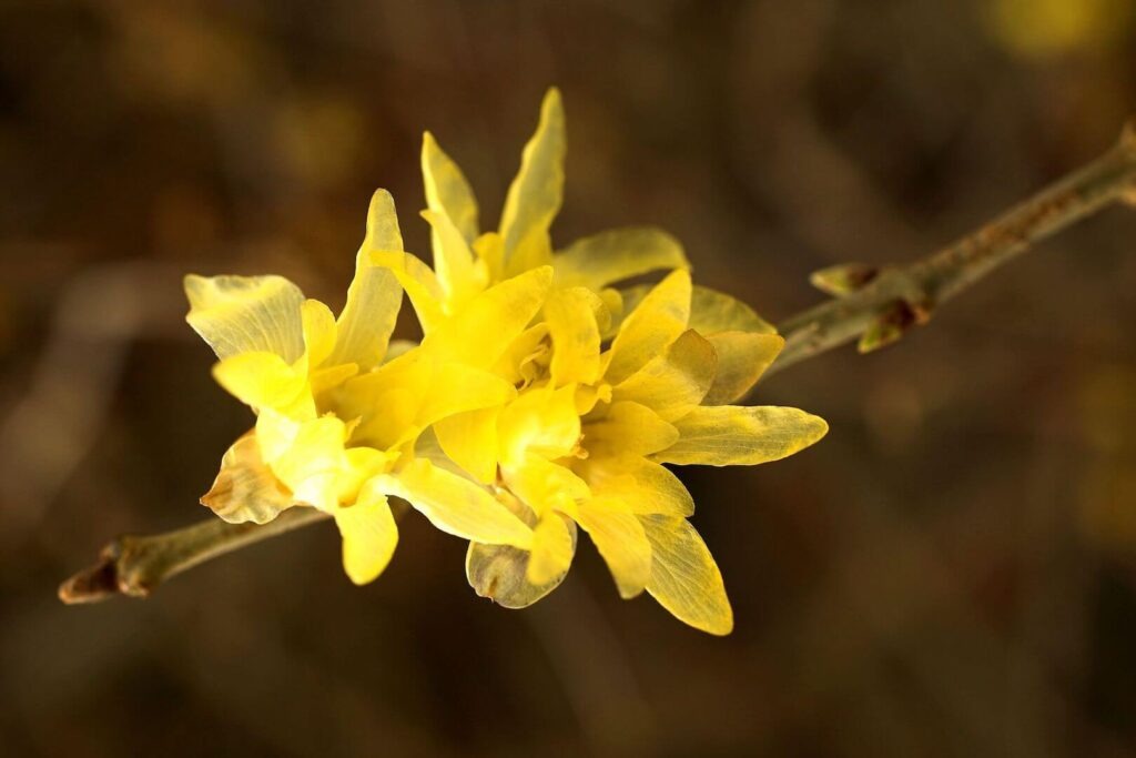 yellow flower