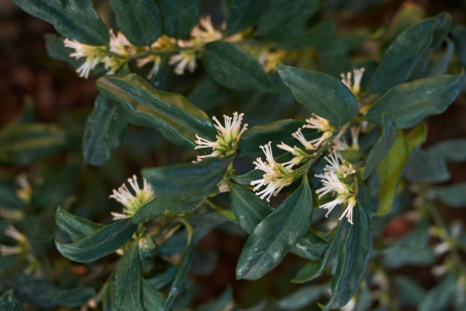 leaves with white flowers