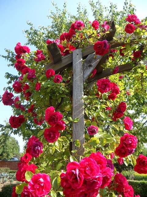 cottage garden