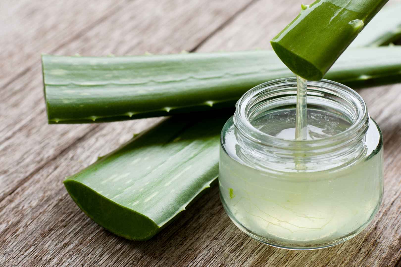 aloe vera