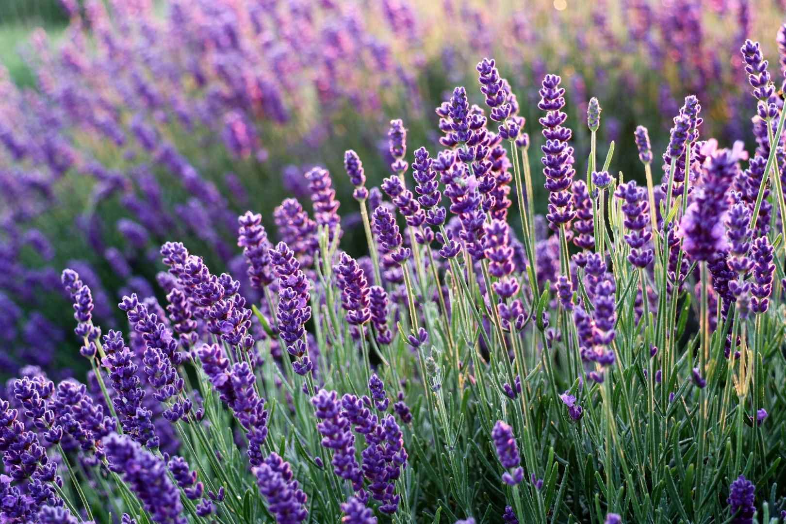 lavender