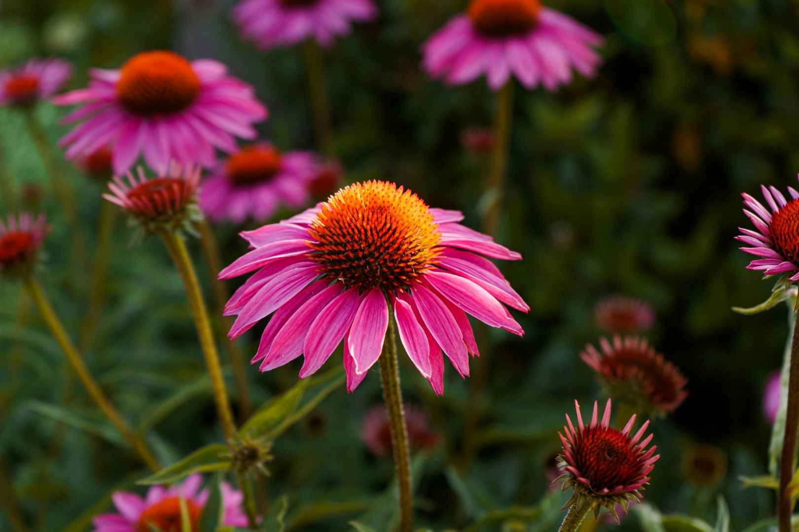 Echinacea