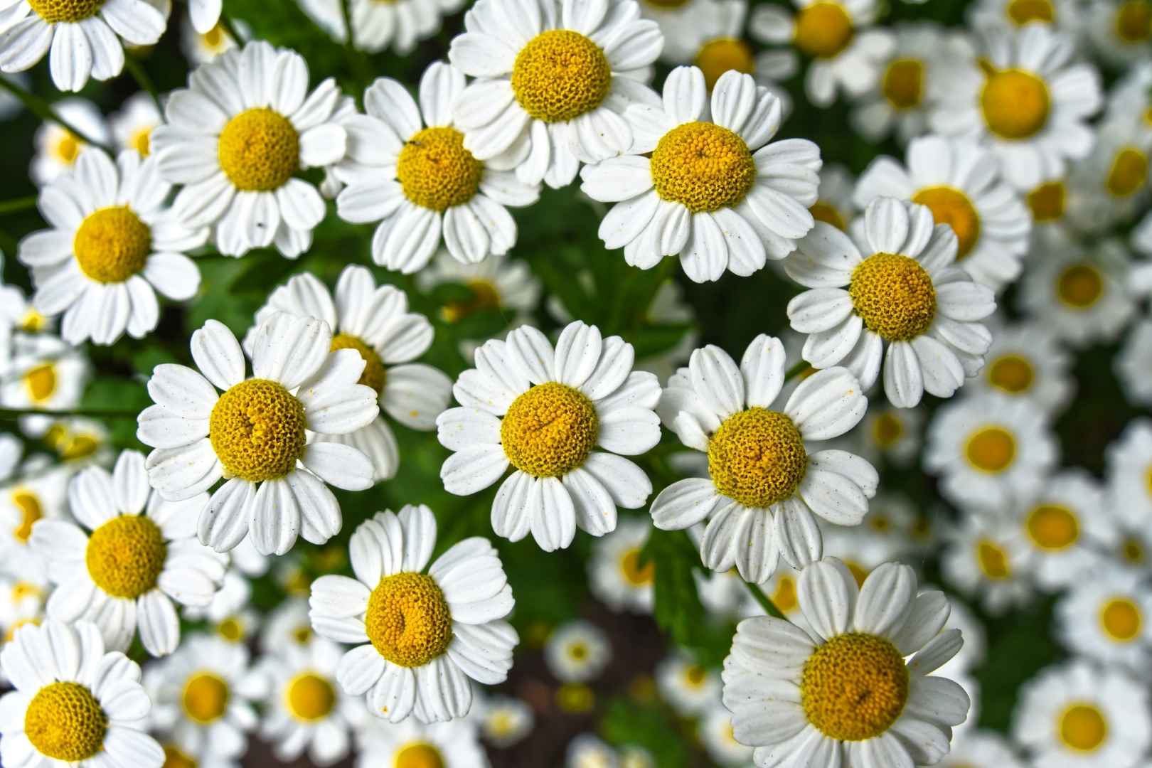 Chamomile