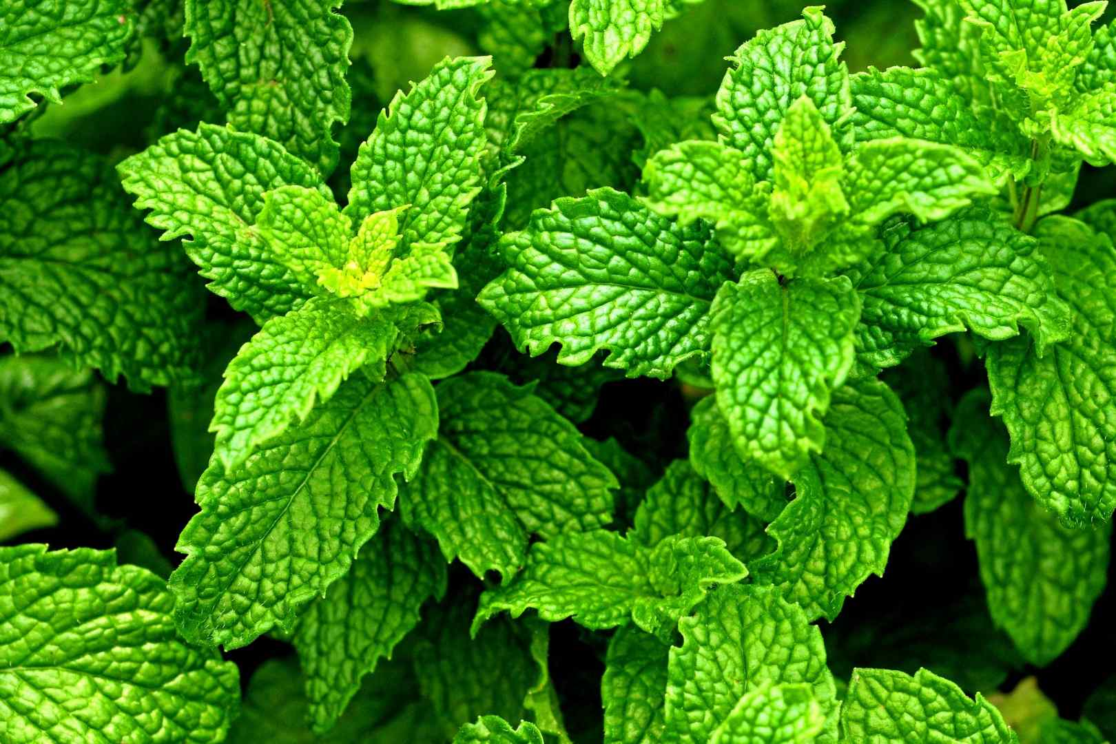 Peppermint