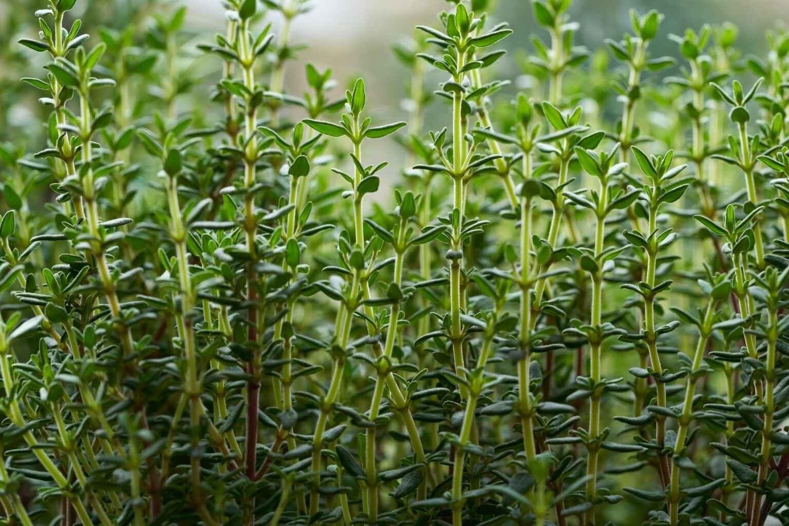 Thyme