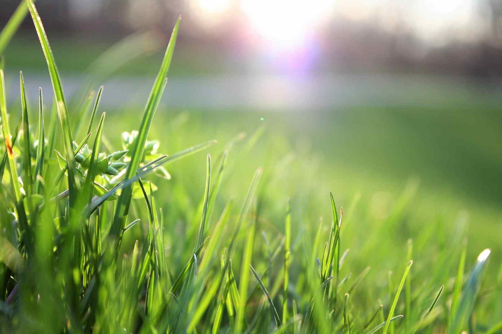 grass