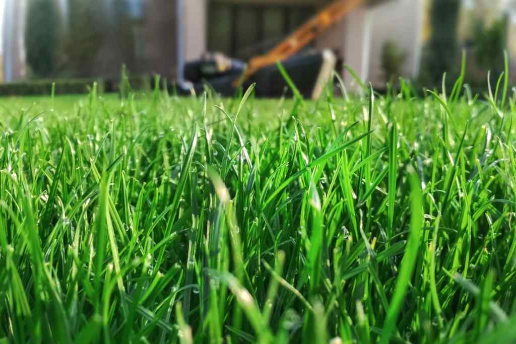 grass