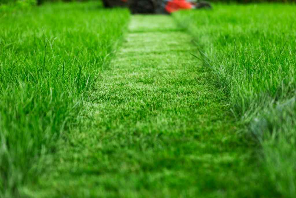 lawn