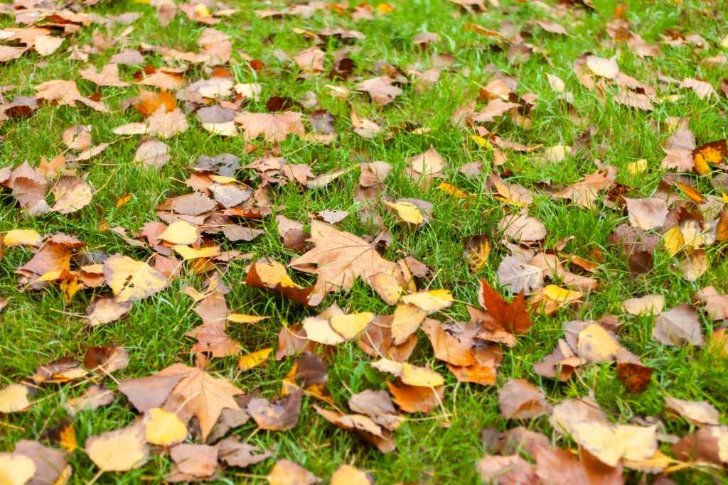 leaves on grass