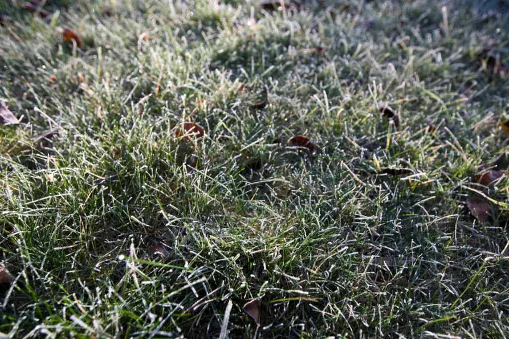 winter lawn