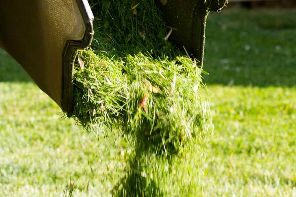 grass clippings