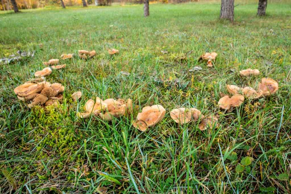 mushrooms growing on lawn