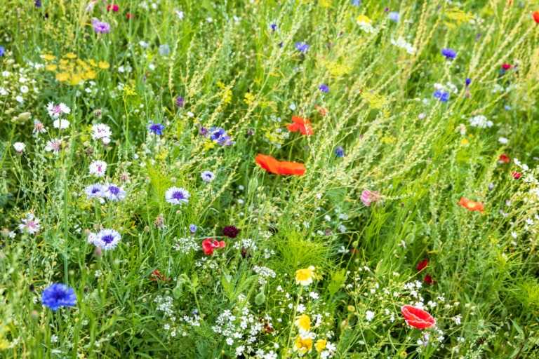 grass and wildflowers