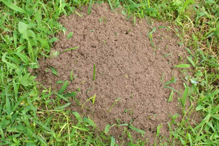 ant hill on lawn