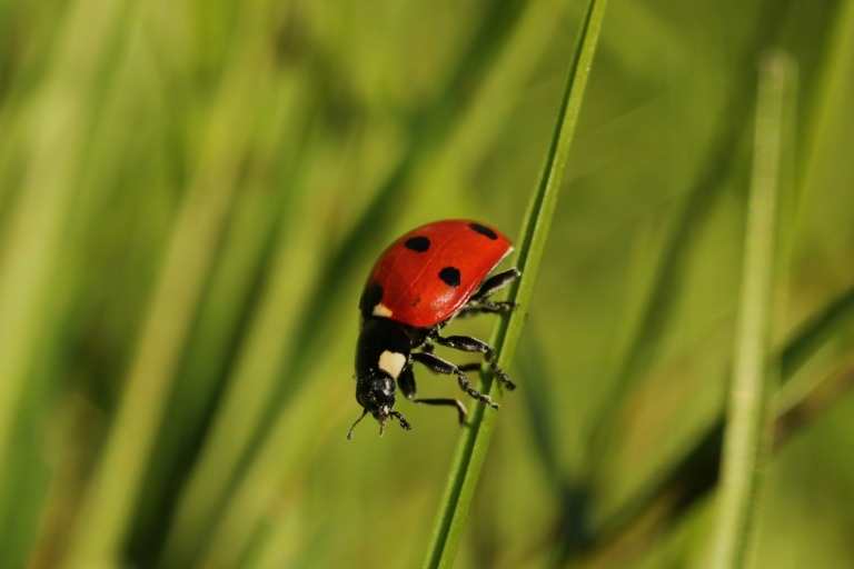 ladybird