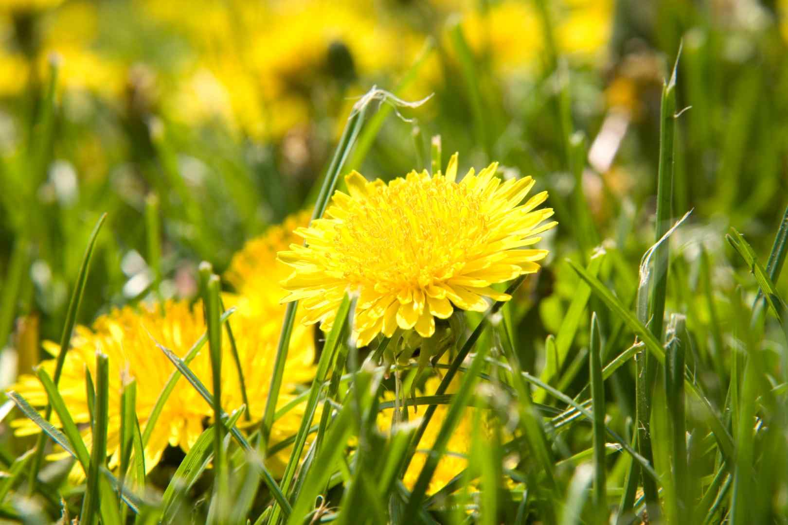 dandelions