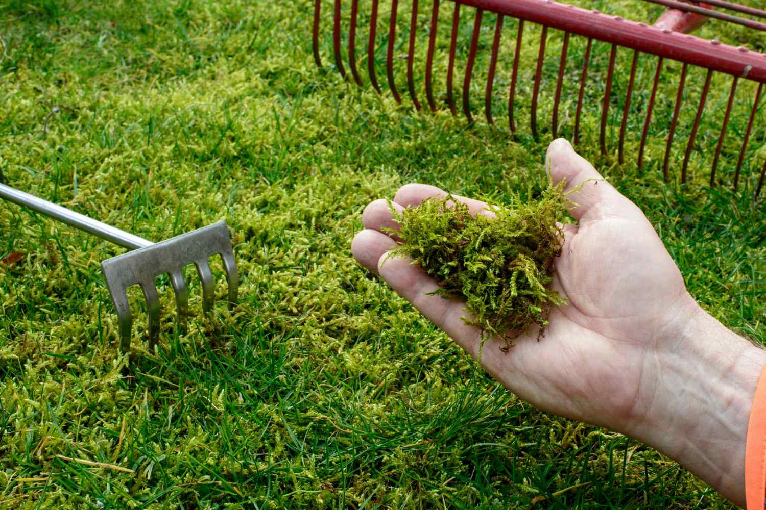 moss