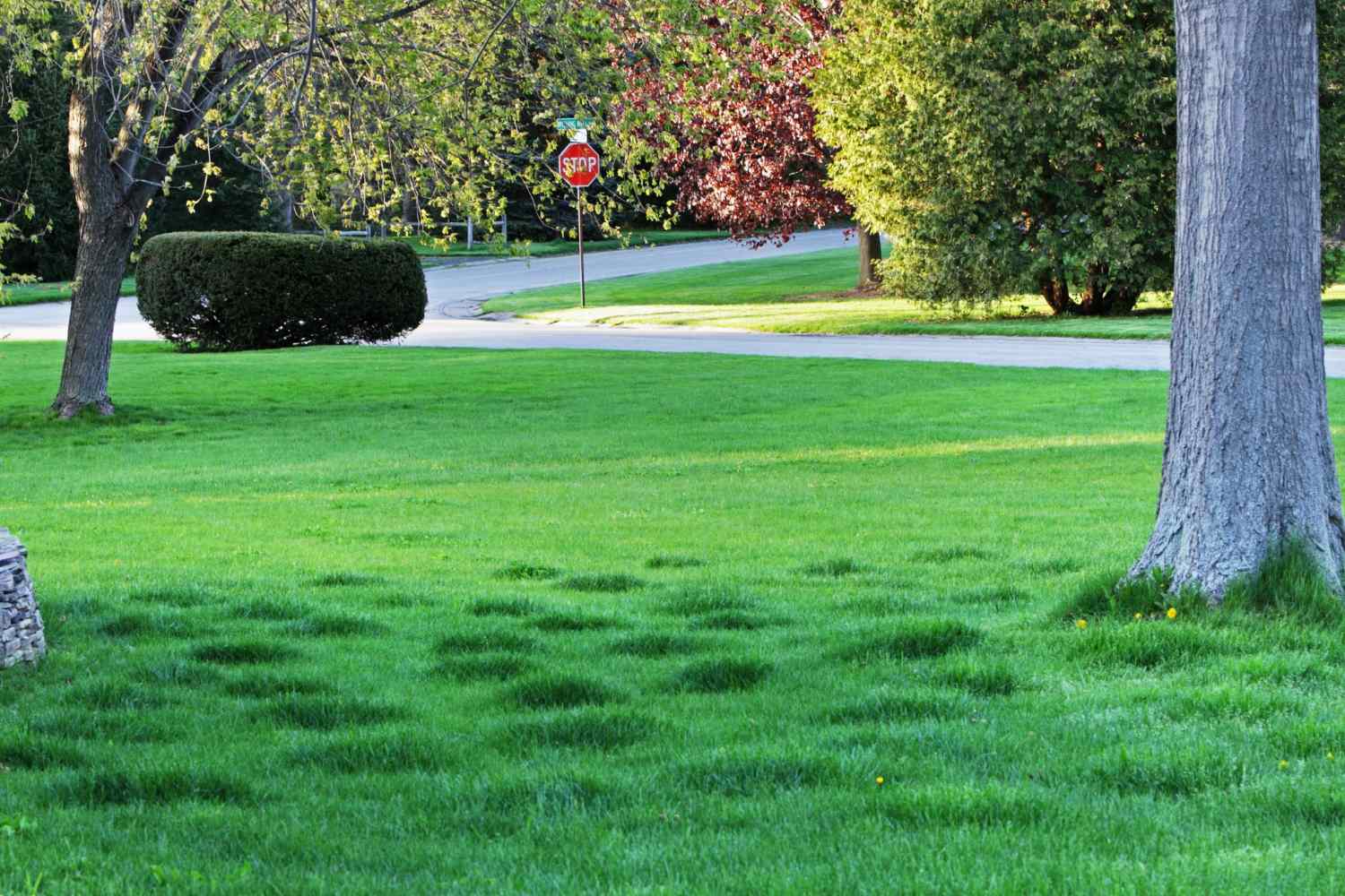 lumpy lawn