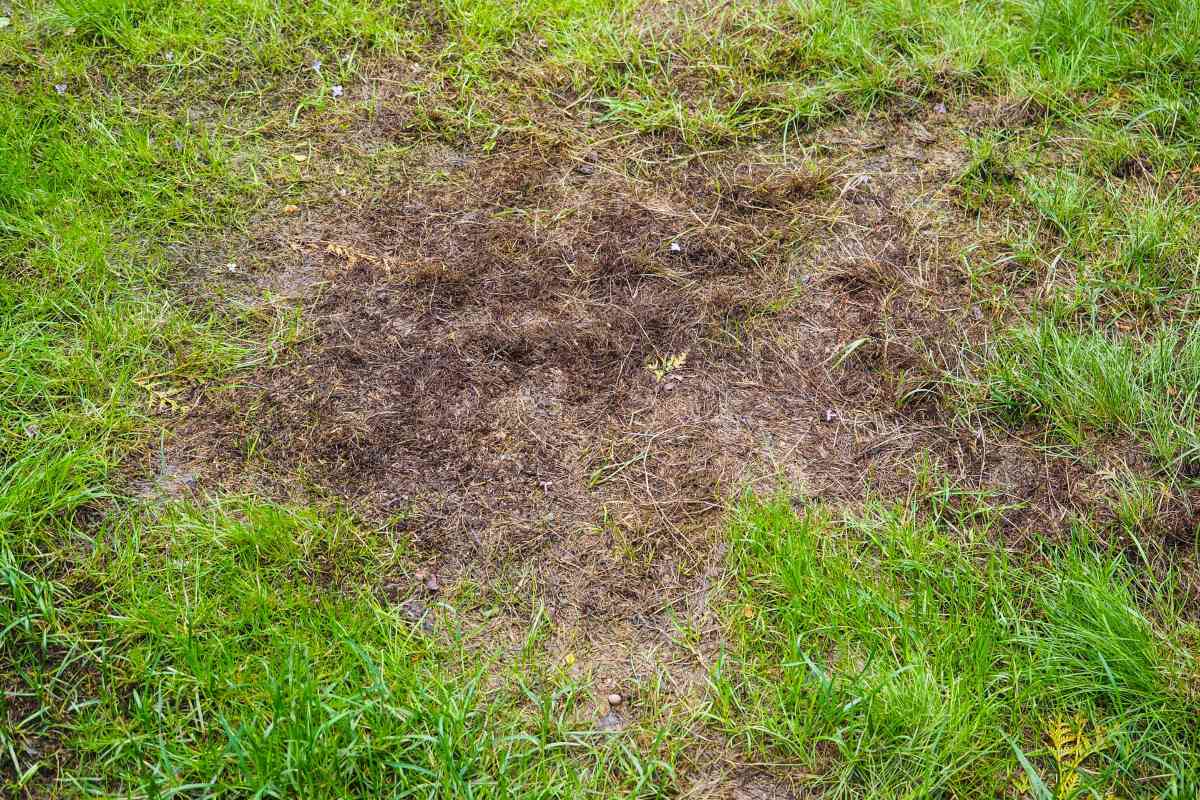 bare patch on lawn