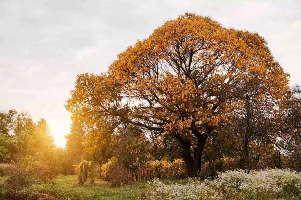 autumn garden
