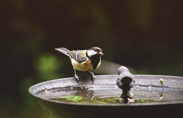 bird fountain