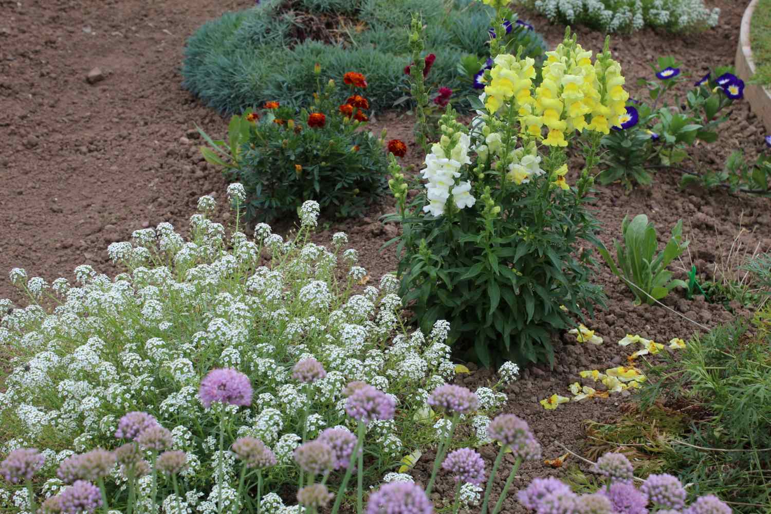 plants and soil