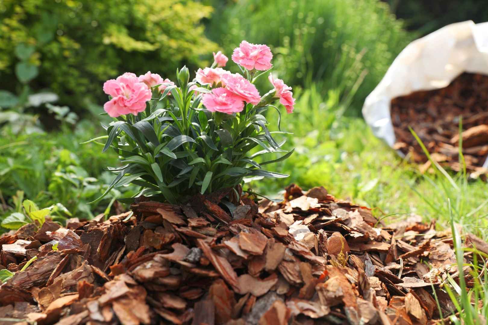garden mulch
